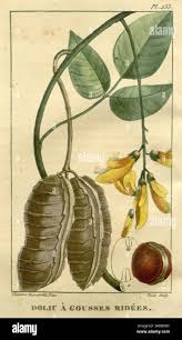 Image result for Dolichos sericeus