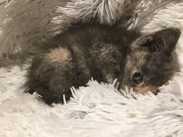 Cats shown below are available for adoption in new york city. Raise N Rescue