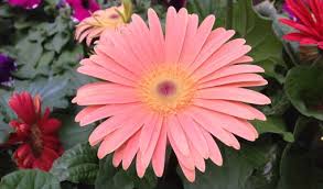 Pin On Garden