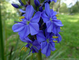 Image result for Aristea angolensis