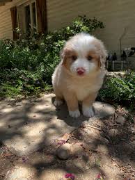 NEW CHAMPION (pending AKC review) and a GROUP 3 🎉❤️🐶❤️🐶❤️🎉 Buzz was  awarded Best of Breed over a nice line up of specials for a 5 point major  yesterday. He then went