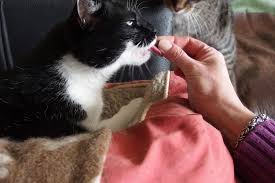 Fragen, mit denen du dich beschäftigen solltest, bevor du einen katzenschreck kaufst. Katzen Tabletten Pasten Verabreichen Frag Mutti