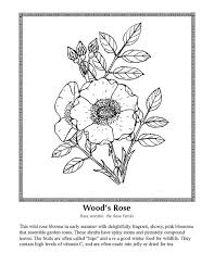 Download and print these wildflower coloring pages for free. Celebrating Wildflowers Coloring Page