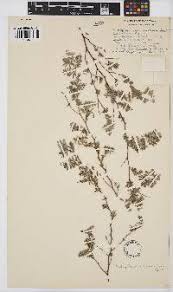 Image result for Indigofera melanadenia