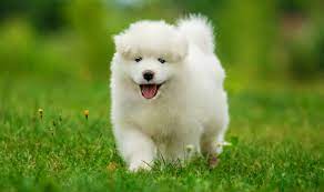 We did not find results for: Do You Like The Fluffy Samoyed Puppies Pouted Com