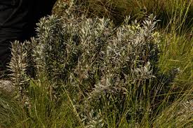 Image result for Vernonia natalensis