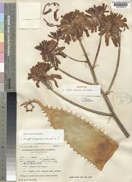 Image result for Aloe carnea