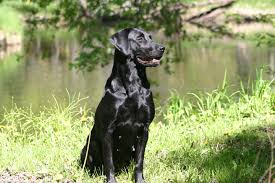 Our wait list is full. More About The British Labrador Royalty British Kennels