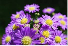 Purple flowers bloom purple iris flower power purple flower garden purple haze iris painting shades of purple. Purple Flower Pictures Yellow Flowers Lavender Flowers