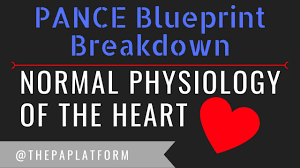 Our pance question bank includes dumps pdf, practice test, cheat sheet in questions and answers format. Pance Information For Pa Students And Certified Pas The Pa Platform