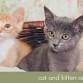 Animal Haven Rescue Adoption Event event image