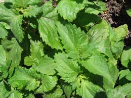 Image result for Platostoma strictum