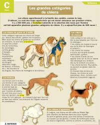 Les Grandes Categories De Chiens Chien Documentaire Animaux Anatomie Du Chien