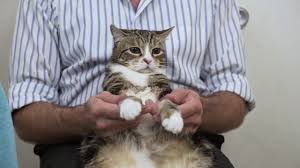 Subcutaneous fluid administration procedure in cats. How To Give Fluids To Your Cat No Stress Tutorial Youtube