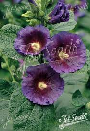 Image result for Alcea rosea