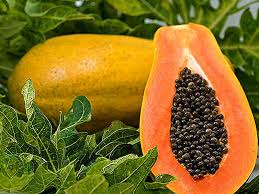 Diet Plan Papaya Diet Plan To Lose Weight Lifealth