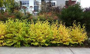 Plant Update October Red Twig Dogwoods Etc Red Twig Dogwood Plants Dog Friendly Plants