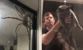 How do domestic cats hunt? Family Terrorised By Spider Hold Cat To The Huntsman Daily Mail Online