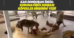 Adana Da Kan Donduran Iddia Kopekler Koronavirus Yuzunden Birbirlerini Yedi Takvim