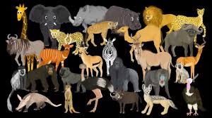 The wild dog is one of the world's most endangered mammals. African Animals The Kids Picture Show Fun Educational Learning Video Youtube