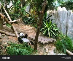 River safari's beloved panda pair, kai kai and jia jia, are finally parents, announced wildlife reserves singapore on sunday (aug 15). Singapore 2 Aug 19 Image Photo Free Trial Bigstock