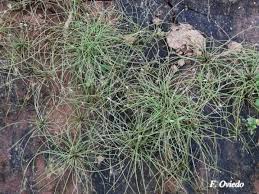 Image result for Eleocharis retroflexa