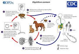 Each segment of its strobilus has two sets of male and female reproductive organs (proglottids). Cdc Dpdx Dipylidium Caninum