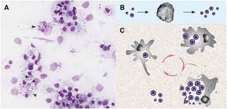 Image result for Bonamia