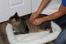 How Can My Cat Benefit From Massage And Bodywork Holistic Animal Courses