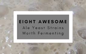 Eight Awesome Ale Yeast Strains Worth Fermenting Newtobrew