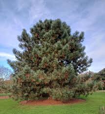 Image result for Pinus