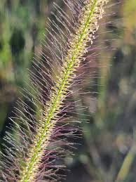 Image result for Perotis patens