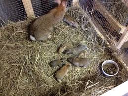 At that age they should be nursing from mom. Pin On Wild Hare Bunnies