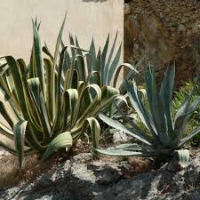 А) plus b) la plus c) les plus 9. Agave D Amerique Jardiland