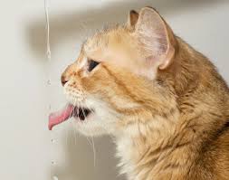 See more ideas about cat health, dry cat food, cats. Petvim Liquid Cat Food