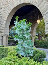 Image result for Chionanthus foveolatus