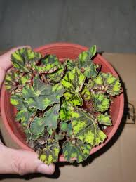Maybe you would like to learn more about one of these? Begonia Tiger Paws Eyelash Begonia Furniture Home Living Gardening Plants Seeds On Carousell