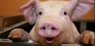 Crescatorii De Porci Aproape De Faliment Pretul De Vanzare Al Porcului Viu De Doua Ori Mai