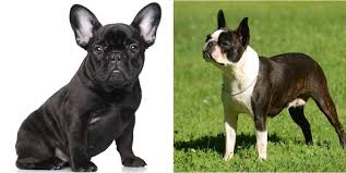Frenchton A French Bulldog Boston Terrier Mix Owner S Guide All Things Dogs All Things Dogs