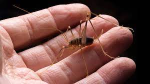 What does a cricket look like? How To Get Rid Of Camel Crickets Naturally And Effectively