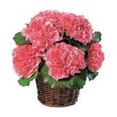 Its a perfect as a romantic gift or a special birthday present. Anniversary Flowers Flower Shopping