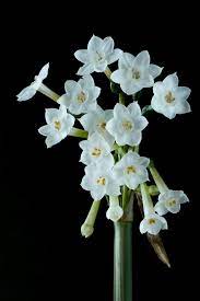 Pin On Flowers