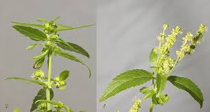 Image result for Micrococca mercurialis