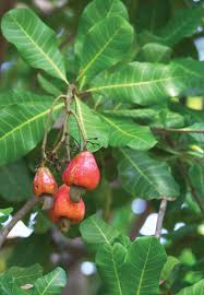 Image result for Anacardium occidentale