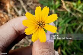 Image result for Aspilia africana