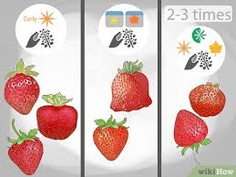 If you plant too deep, your strawberry plant will suffer and not grow well. 16 Ways To Grow Strawberries From The Seed Wikihow