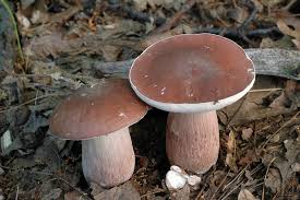 Image result for Boletus separans