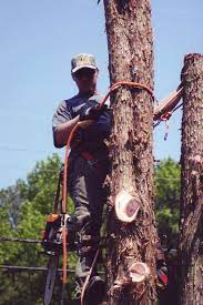 Walt's tree services ei tegutse valdkondades juristid õigus. Tree Removal Service Walt S Tree Stump Removal