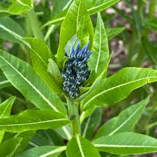 Image result for Tabernaemontana odoratissima