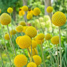 Pin By Stephens Delores Office On Garden Care In 2020 Flower Seeds Billy Buttons Perennial Garden Design